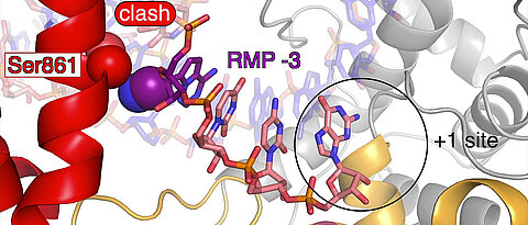 The Covid-19 drug Remdesivir (purple) is incorporated into the new RNA chain during the copying process and suppresses the duplication of the coronavirus genome. (Image: Hauke Hillen, Goran Kokic, Patrick Cramer / Max-Planck-Institut für biophysikalische Chemie Göttingen)