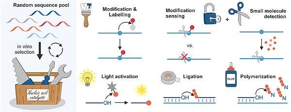 randomsequencepool invitroselection nucleinacidcatalysts