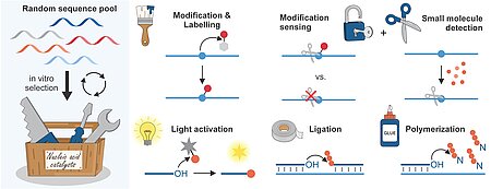 randomsequencepool invitroselection nucleinacidcatalysts