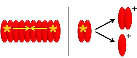 In EEI2D spectroscopy (left), two originally separate excitations (yellow arrows) meet. With 2D mass spectrometry (right), ion photoproducts (black arrows) are detected. (Graphic: Tobias Brixner, JMU)