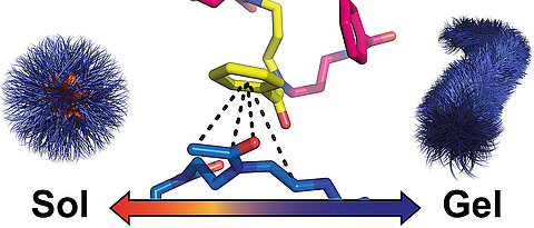 Specific interactions cause spherical nanoparticles of polymers to rearrange themselves into worm-like structures during cooling. The resulting hydrogel dissolves again when heated. (Image: Theresa Zorn/ Universität Würzburg)