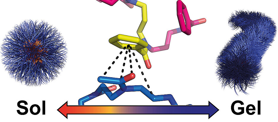 Specific interactions cause spherical nanoparticles of polymers to rearrange themselves into worm-like structures during cooling. The resulting hydrogel dissolves again when heated. (Image: Theresa Zorn/ Universität Würzburg)