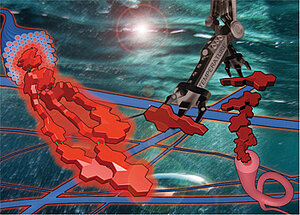 Hydrogen-bonded perylene bisimide J-aggregate aqua material 