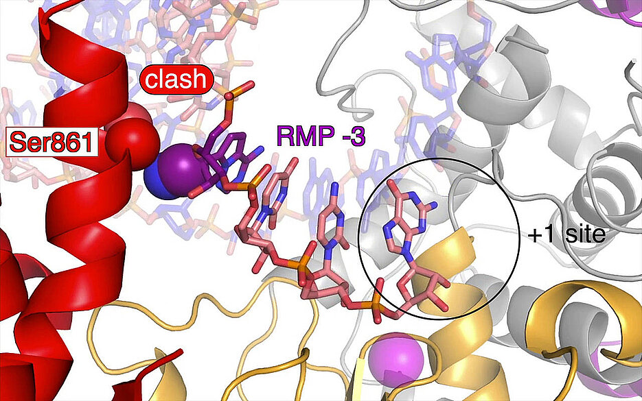 The Covid-19 drug Remdesivir (purple) is incorporated into the new RNA chain during the copying process and suppresses the duplication of the coronavirus genome. (Image: Hauke Hillen, Goran Kokic, Patrick Cramer / Max-Planck-Institut für biophysikalische Chemie Göttingen)