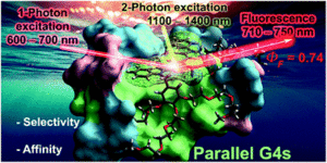 Selective parallel G-quadruplex recognition by a NIR-to-NIR two-photon squaraine 