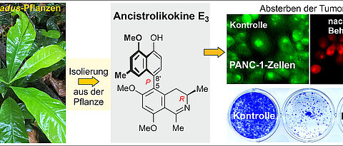 Plant-based anticancer drug – ancistrolikokine E3 inhibits the growth and colonization of pancreatic cancer cells. (Pictures: Sévérin Muyisa / Suresh Awale)