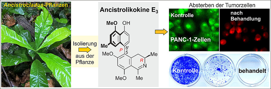 Plant-based anticancer drug – ancistrolikokine E3 inhibits the growth and colonization of pancreatic cancer cells. (Pictures: Sévérin Muyisa / Suresh Awale)