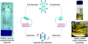 Supramolecular polymerization and cyclization of dioxynaphthalene motif bridged bifunctional UPys: minor variations in the molecular skeleton and drastic differences in self-assembly