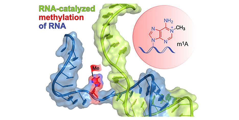 Das schematisch dargestellte Ribozym (grün) bindet an die Ziel-RNA (blau) durch Basenpaarung und installiert die Methylgruppe (rote Flagge) an einer definierten Stelle eines ausgewählten Adenins. Im roten Kreis ist das Reaktionsprodukt m1A dargestellt. (Bild: Claudia Höbartner / Universität Würzburg) 