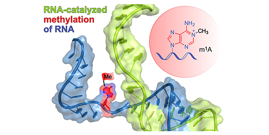 The schematically shown ribozyme (green) binds to the target RNA (blue) by base pairing and installs the methyl group (red flag) at a defined site of a selected adenine. The reaction product m1A is shown in the red circle. (Image: Claudia Höbartner / Universität Würzburg) 