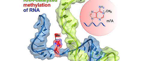 The schematically shown ribozyme (green) binds to the target RNA (blue) by base pairing and installs the methyl group (red flag) at a defined site of a selected adenine. The reaction product m1A is shown in the red circle. (Image: Claudia Höbartner / Universität Würzburg) 