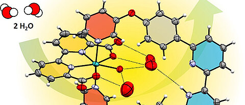 Enzyme-like water preorganization in front of a Ruthenium water oxidation catalyst. (Image: Team Würthner)