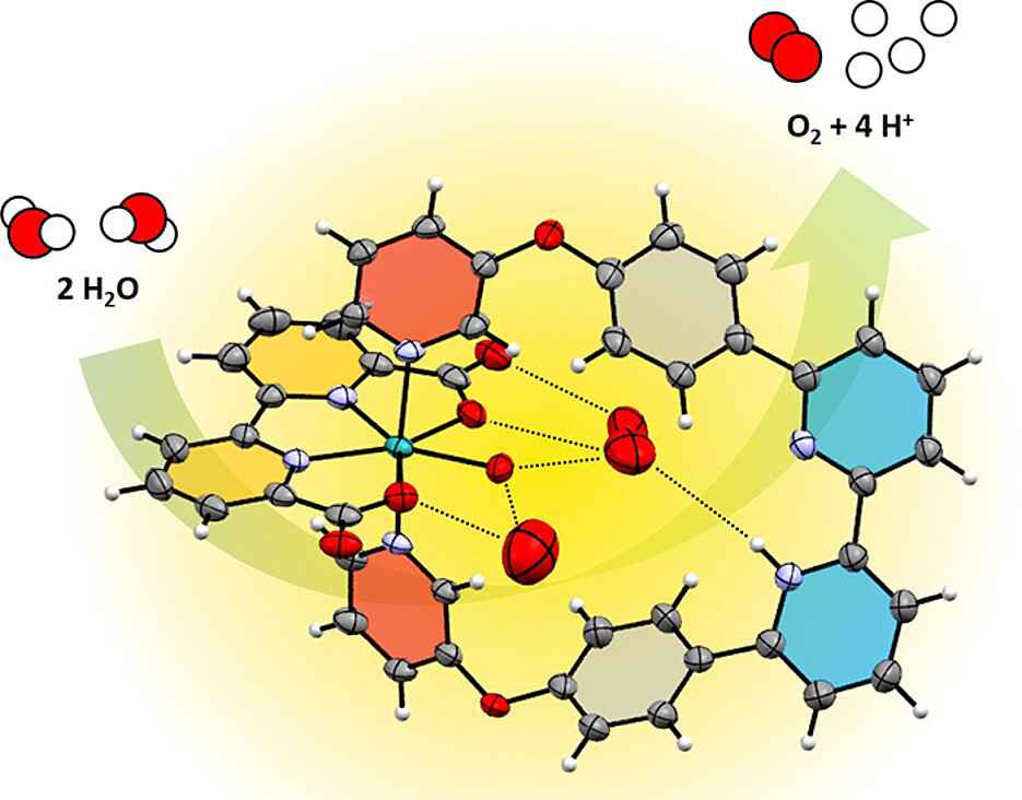 Enzyme-like water preorganization in front of a Ruthenium water oxidation catalyst. (Image: Team Würthner)