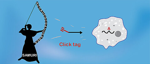 SAMURI is a new ribozyme that attaches a targeted modification to cellular RNA for click chemistry. (Image: Arbeitsgruppe Claudia Höbartner / Universität Würzburg)