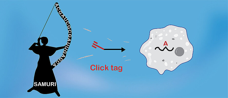 SAMURI ist ein neues Ribozym, das an zellulärer RNA eine zielgerichtete Modifikation (click tag) für die Click-Chemie anbringt. (Bild: Arbeitsgruppe Claudia Höbartner / Universität Würzburg)