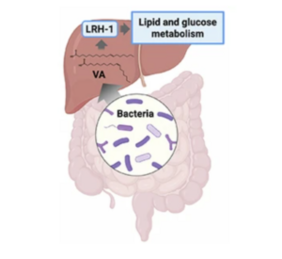 TOC New Publication in EMBO Molecular Medicine