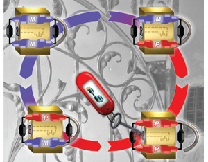 Guest-mediated chirality transfer in the host–guest complexes of an atropisomeric perylene bisimide cyclophane host