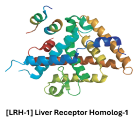 Structure of Liver Receptor Homolog-1