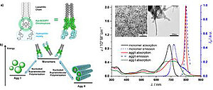 Coup led Coope rative Supramo lecularPolymerization:ANew Model Applied to the CompetingAggregationPathways of an Amphiphilicaza-BODIPY Dye into Spherical and Rod-Like Aggregates