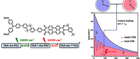 Principle sketch of the experiment. The charge-separated radical pair (CSS-RP, black curve) decays in about 1000 nanoseconds by recombination of the electrons to singlet or triplet product. The dynamic change of the CSS radical pair between singlet (S) and triplet (T) is only recorded on average over the total reaction time. Using the push-pull technique, the singlet and triplet character of the CSS radical pair can be read out at any time. (Image: Christoph Lambert / Universität Würzburg)