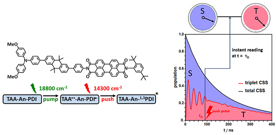 Principle sketch of the experiment. The charge-separated radical pair (CSS-RP, black curve) decays in about 1000 nanoseconds by recombination of the electrons to singlet or triplet product. The dynamic change of the CSS radical pair between singlet (S) and triplet (T) is only recorded on average over the total reaction time. Using the push-pull technique, the singlet and triplet character of the CSS radical pair can be read out at any time. (Image: Christoph Lambert / Universität Würzburg)