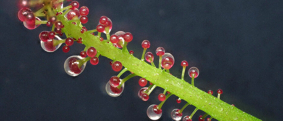 Ein karnivores Blatt von Triphyophyllum peltatum mit Drüsen, die zum Fang von Insekten eine klebrige Flüssigkeit absondern.