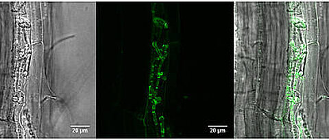 The pictures show a plant root, which is populated by the fungus Piriformospora indica. The green colour reveals where the protein FBG1 is located.