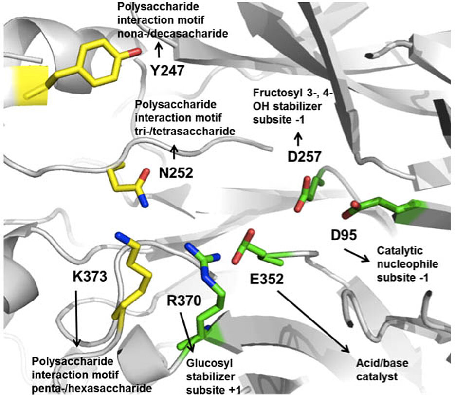 Das Enzym Levansucrase bildet aus Fructosylresten das Polysaccharid Levan. Abgebildet sind die an der Synthese beteiligten Aminosäuren und ihre Funktionen. (Grafik: AG Seibel)