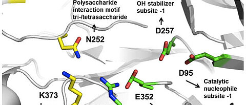 The levansucrase synthesizes the polysaccharide levan from fructosyl units. Shown are the amino acids participating in the synthesis and their functions. (grafics: Seibel group)