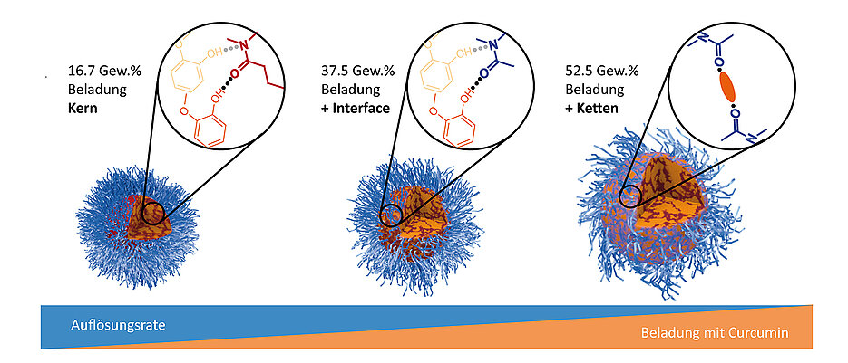 As the loading with curcumin (yellow) increases, the dissolution rate of the containers made of polymeric micelles (blue) decreases. (Image: Ann-Christin Pöppler / Universität Würzburg)