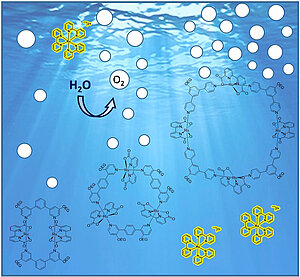 Structure-Activity Relationship for Di- up to Tetranuclear Macrocyclic Ruthenium Catalysts in Homogeneous Water Oxidation